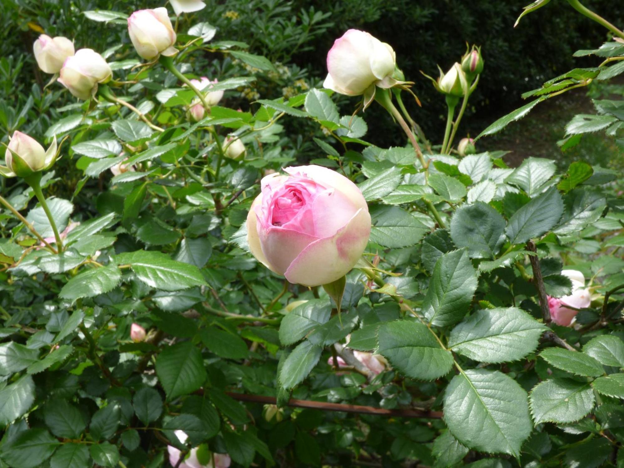 Apartment Cezanne With Heated Pool And Private Garden Chateauneuf-Grasse Bagian luar foto